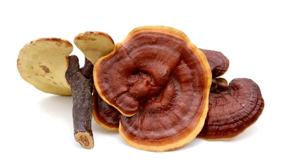 Champignon lingzhi ganoderma