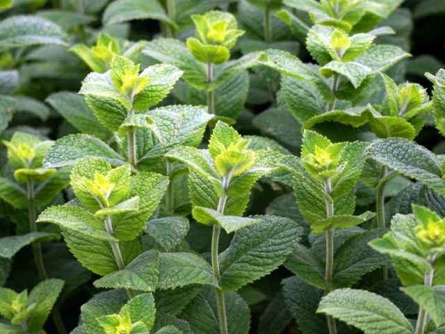 La menthe, une herbe médicinale rafraîchissante