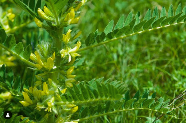 Propriétés de l'herbe médicinale Astragale
