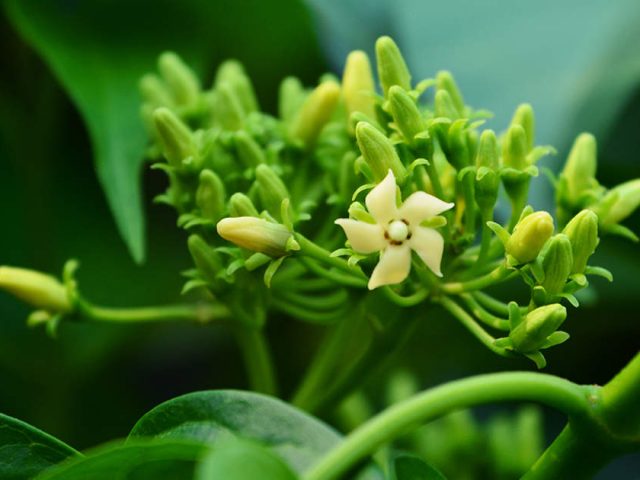 Propriétés de la Gymnema sylvestre