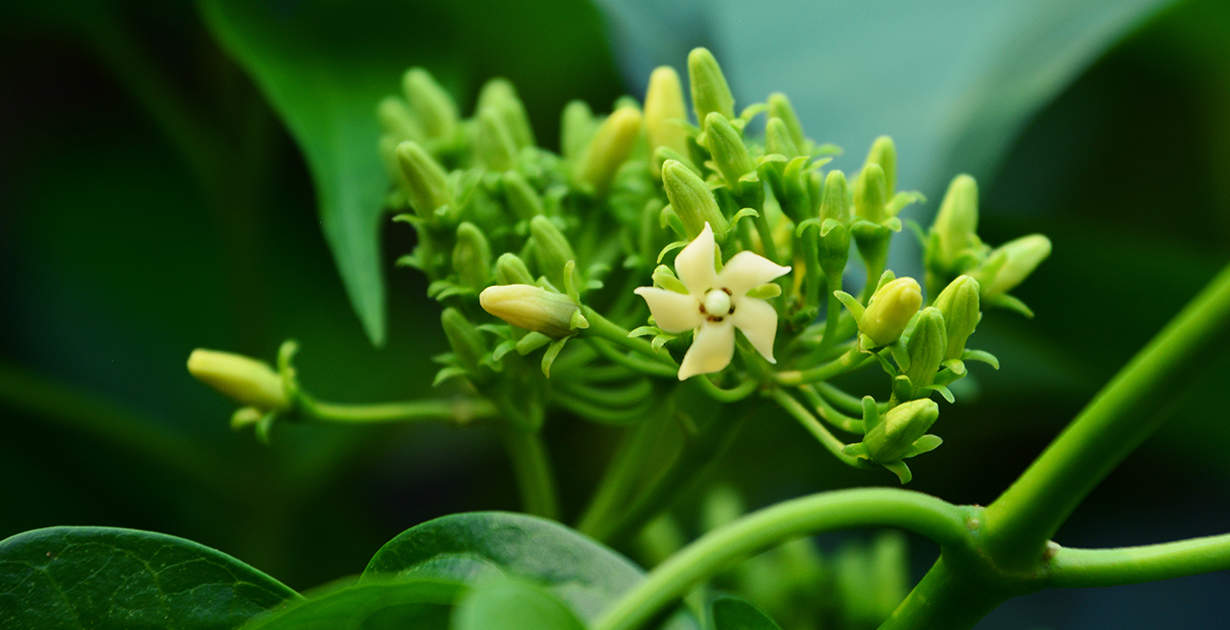 Quelle sont les bienfaits de la Gymnema sylvestre