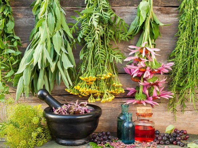Les plantes médicinales qui stimulent le système immunitaire