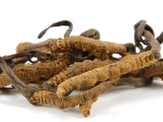 Cordyceps powder