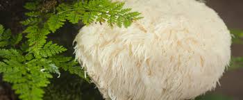 Lion's Mane Powder