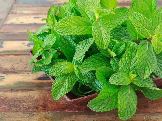 Feuille de menthe