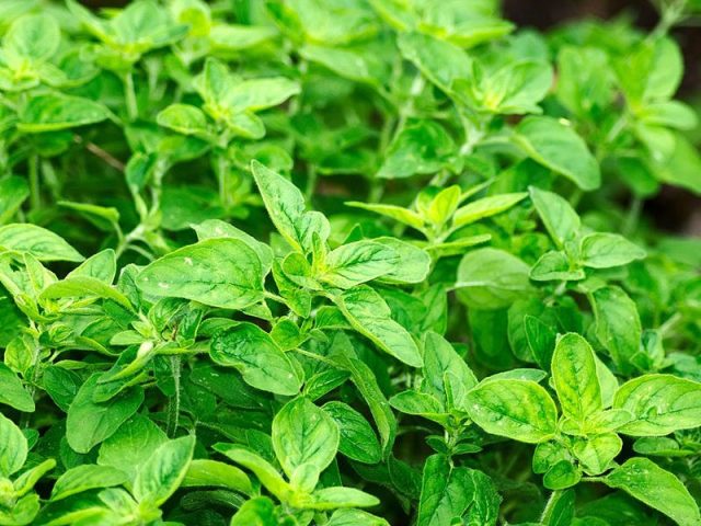 Propriétés de l'herbe médicinale de l'Origan