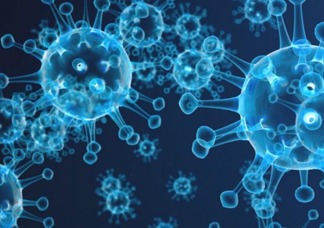 Le système immunitaire stimulé par les plantes médicinales et leurs bénéfices pour notre santé