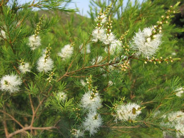 Arbre à thé est connue pour ses puissantes propriétés antibactériennes et antifongiques