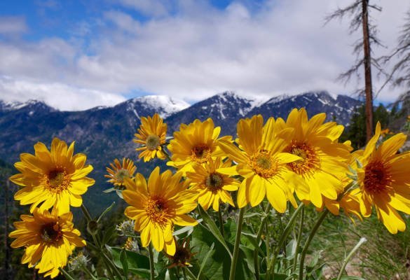 L'arnica est souvent utilisée pour favoriser la guérison des blessures