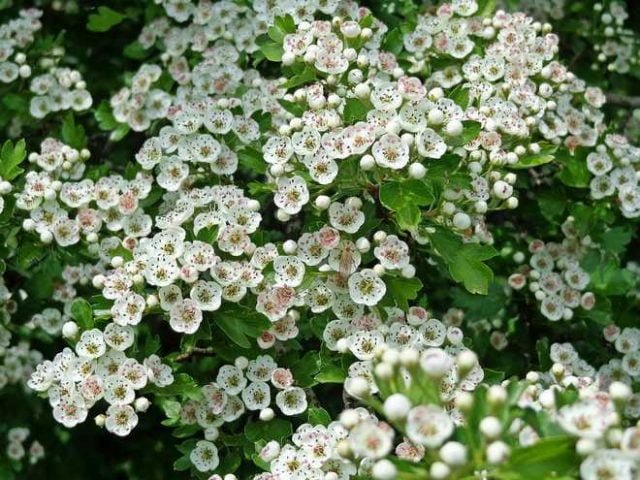 L'aubépine est une plante médicinale reconnue pour ses nombreuses vertus thérapeutiques