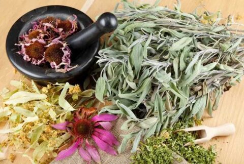 Super Aliments pour une Vitalité Optimale